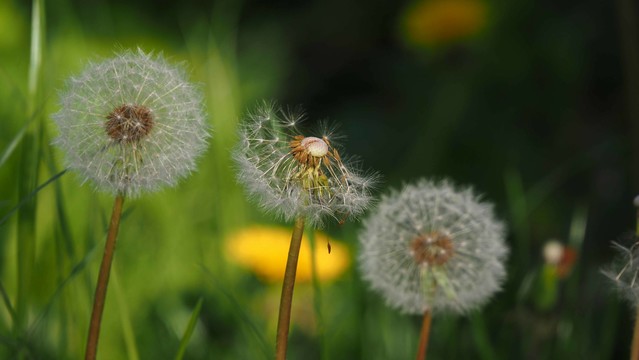 Drei Pusteblumen in einer Wiese