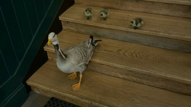 Gänsefamilie verirrt sich in Münchner Wohnhaus