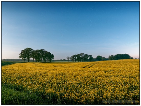 Weitwinklig fotografiertes gelb blühendes Rapsfeld im kühlen Licht des Dreiviertelmonds unter klarem, blauen Sternenhimmel bei Nacht, im Hintergrund am Horizont einzelne frisch belaubte Baumgruppen.