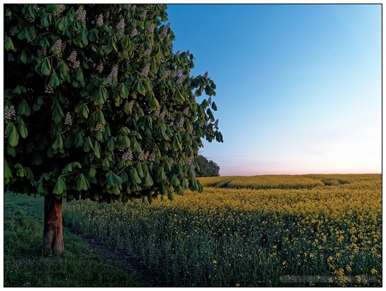 Nächtlicher Sternenhimmel über einem im Mondlicht blühenden Kastanienbaum am linken Bildrand neben einem gelb blühendem Rapsfeld in der rechten Bildhälfte.