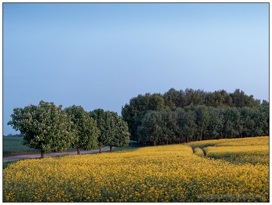 Gelb blühendes Rapsfeld in der Abenddämmerung unter klarem, blauen Himmel, im Hintergrund einzelne frisch belaubte Baumgruppen.