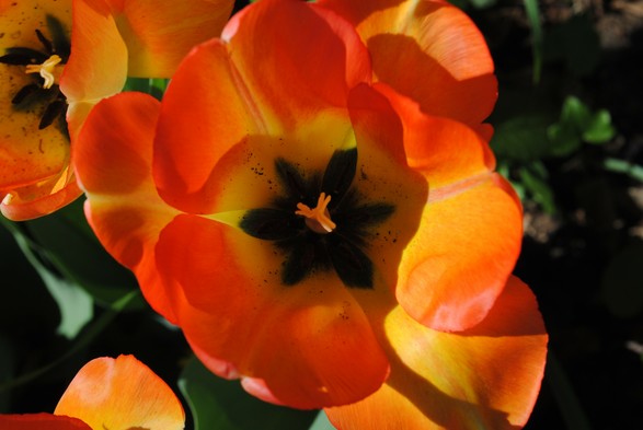 closeup of a bright orange and yellow tulip flower seen from above, with black inner markings and green foliage and black shadows below, the warm evening sun casting interesting shadows across its petals, bits and pieces of more tulips of the same kind seen on the left side of the image