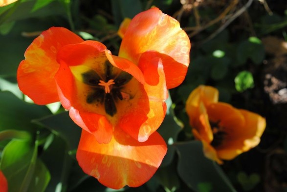 closeup of a bright orange and yellow tulip flower seen from above, with green foliage below, and a smaller tulip flower out of focus and below on the right. these two have dark inner markings