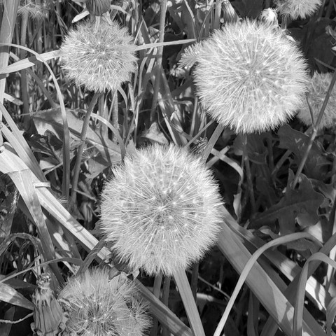 Dandelion Clocks