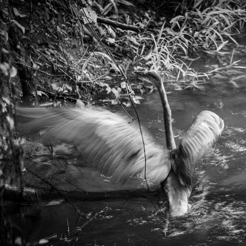 A blue heron stands in a rushing stream neck outstretched and head still as it rustles its wings to shake off the fat raindrops that have begun to fall. Shot at a slow shutter speed to capture the motions of wings.black and white