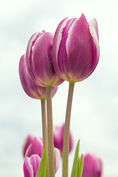 Three tulips, photographed from the side, but below the bulb, so looking slightly up at the flower. They are pink with white edges to the petals. Their green stalks are visible. They are set against a bright, almost white sky due to the angle from below.