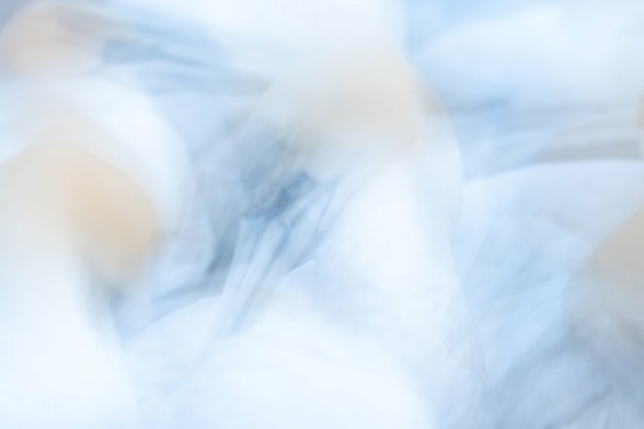 Northern gannets