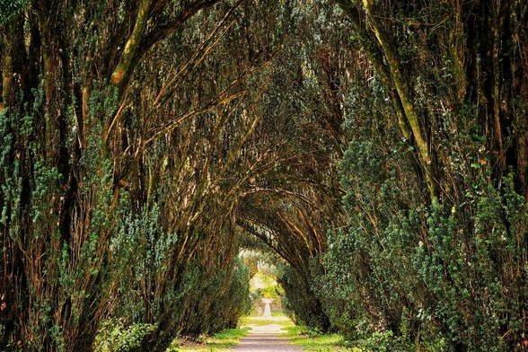 A straight, light-colored pathway stretches into the distance, enclosed by a dense canopy of tall, green, moss-covered trees that arch overhead, creating a natural tunnel.