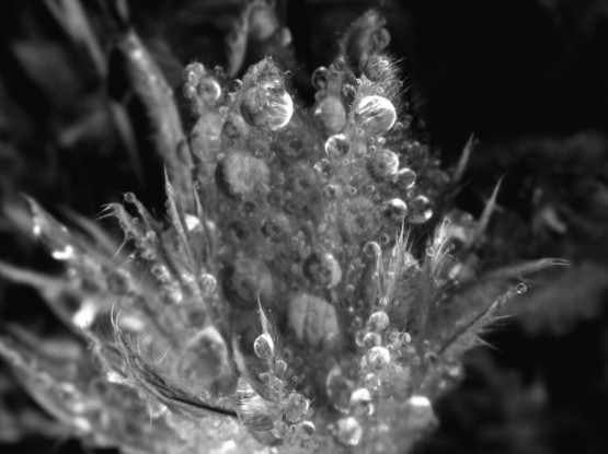Black and white macro photograph of a pasqueflower (Pulsatilla sp.) covered in water droplets during a downpour. The flower's petals and sepals are covered in hair, trapping the drops. The macro lens's shallow depth of field creates sharp and blurred areas. Light and contrast have been adjusted to accentuate the transparency of the water and the way light is captured and reflected.