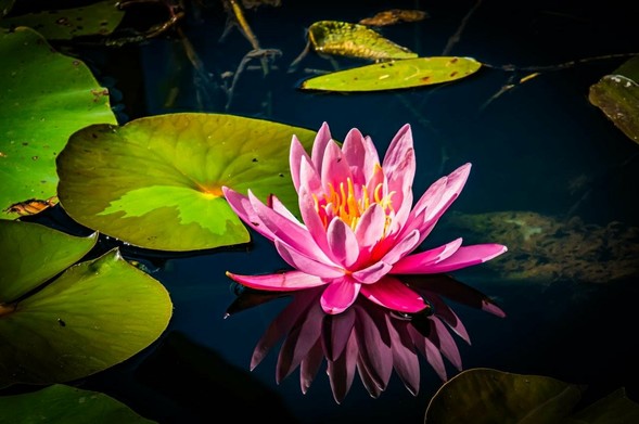 This image features a pink water lily floating on a pond, surrounded by green lily pads. The flower is reflected in the water, creating a symmetrical and striking visual effect. The background is a dark blue, contrasting beautifully with the bright colors of the lily and the pads.