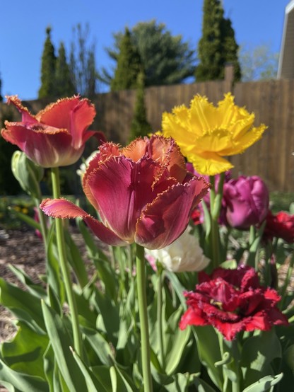 A cluster of tulips with frilly edges on a sunny day with blue sky. The tulip in focus has petals of pink on the outside and a kind of pink-and-orange ombré effect on the inside. It's surrounded by other colored tips, yellow, white, red, and purple