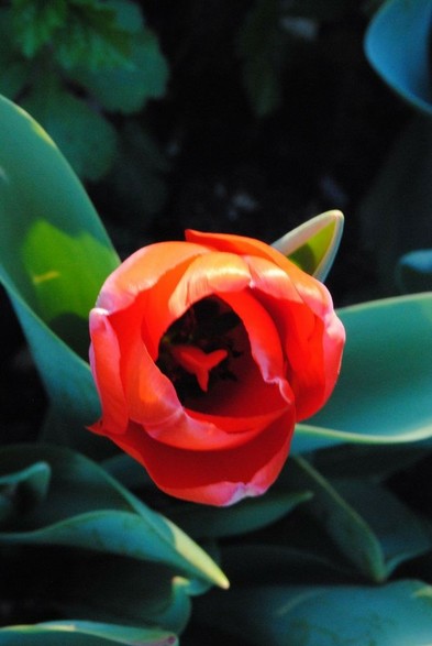 portrait format closeup of a orange-red-pink tulip flower seen from above, hit by very low golden evening sun coming from beyond the upper edge of the image, giving the a bit translucent insides of the tulip an intense glow. it shows its inner dark markings and the light stigma hovering above them, while itself seemingly floating above a jumble of shadowy blue-green tulip foliage and dark shadows