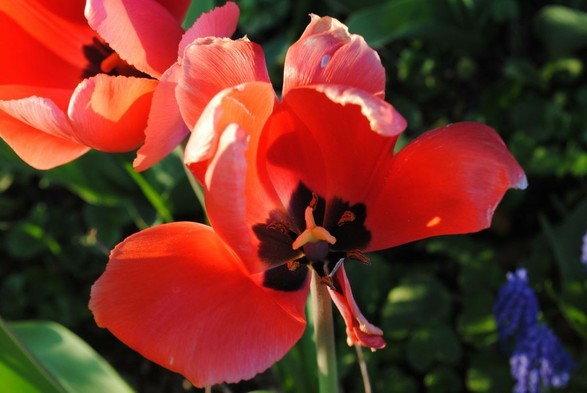 landscape format closeup of a pink and orange tulip that has opened very wide and almost already lost one of its petals, seen in profile. The almost lost petal makes the complete insides of the tulip visible, showing its contrasting dark inner markings and light yellow stigma. it is hit by low evening sun from the left, seen in front of another similar tulip in the upper left corner of the image, a blue Muscari flower in the lower right corner, and otherwise a background of shadowy green foliage