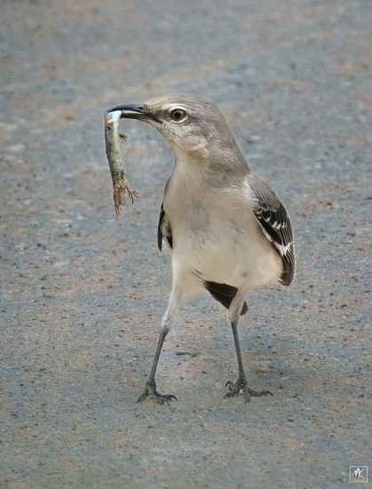 Color photo of a mockingbird standing on pavement with a drooping dead lizard in its beak.