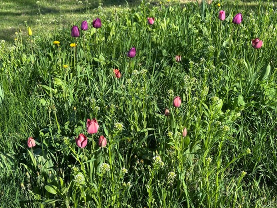 A bed of tulips of varying heights and types mixed with grass and other flowering "weeds"