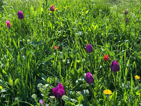 A bed of tulips of varying heights and types mixed with grass and other flowering "weeds"