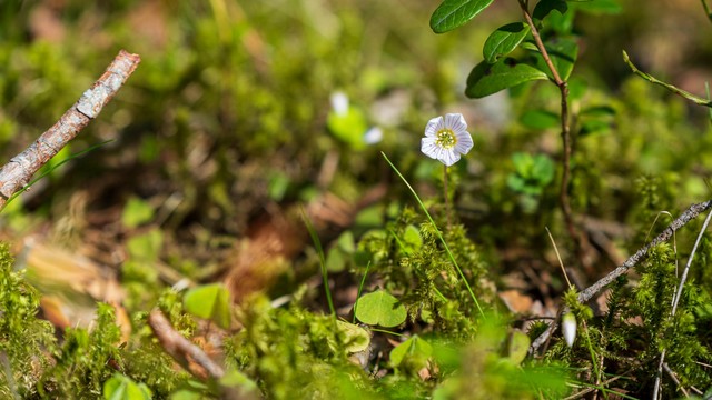 The image shows a small white flower growing among green moss and grass. There's a twig on the ground and some plants with green leaves around it. The focus is on the flower, while the background is blurred. Valokuvaaja Kuvaajankulma