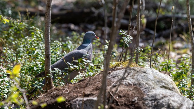 The image shows a pigeon standing on a forest floor among some greenery and rocks. The scene is outdoors, with various plants and small trees around the bird.