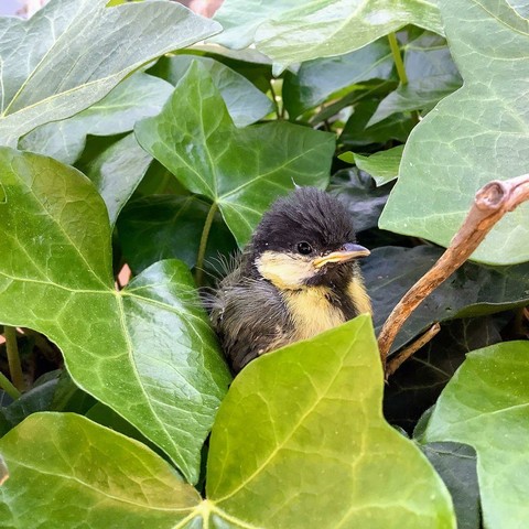 A baby Great Tit sitting in some ivy, it's looking a tad disturbed into the camera.