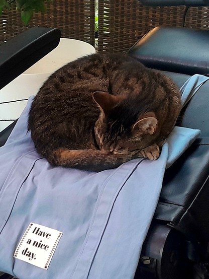 Pussy Galore, a tiger tabby, snoozes on a bag. The bag is on the back of the folded down seat of a scoot-chair, and has a label sewn on: Have a nice day.