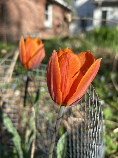 Two orange tulips, one of them blurred out in the background, in full bloom with a wire mesh surrounding them.