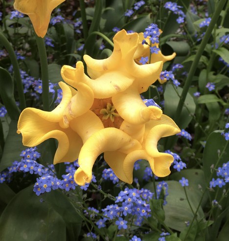 A very strange yellow tulip blossom.  The petals are curled in all directions that look like cooked lasagne pasta.  There are tiny pale blue forget-me-nots in the background.