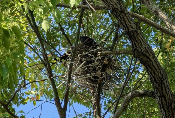 The crow's nest. We can see one baby on top of the nest, as well as a part of mom on the left side of the nest.