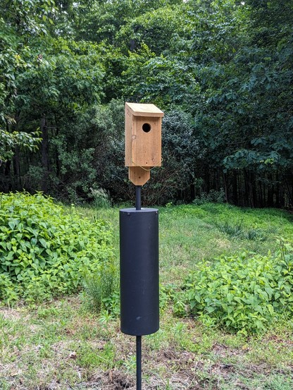 bluebird box mounted on pole installed in yard; there is a cylindrical raccoon baffle just under the box