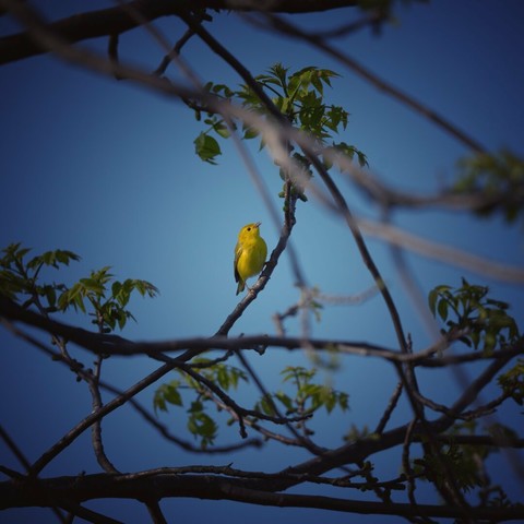 A goldfinch on a branch. The vignette on this is rather concentrated, so the bird pops more against the clear blue sky.