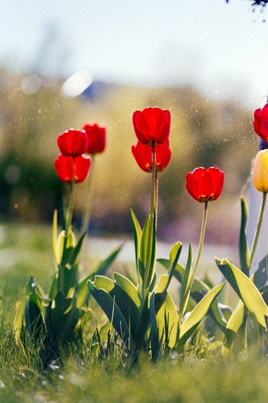 A low-angle shot of bright red tulips bathed in golden light, with soft film grain and floating dust particles adding a nostalgic atmosphere.