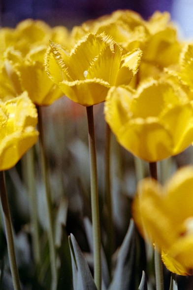 close-up of vibrant yellow tulips with frilly petal edges, surrounded by a blurred background of similarly colored flower