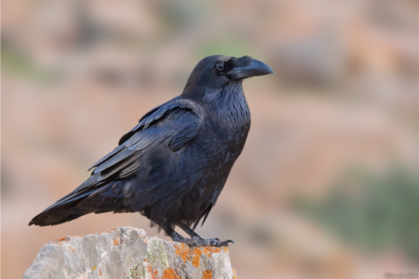 Corvus corax (known as common raven) standing on a rock and looking straight ahead.