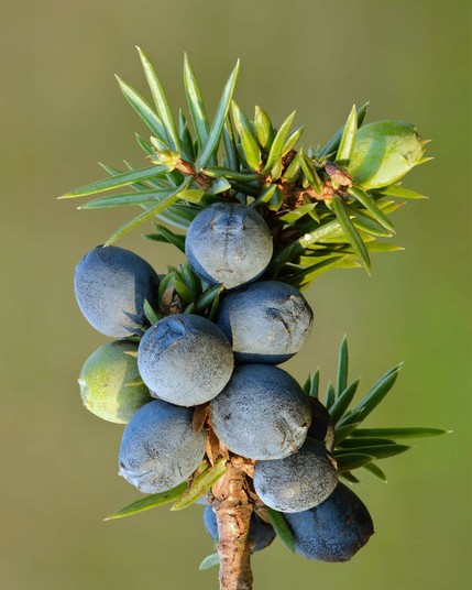 A close up photo of juniper berries