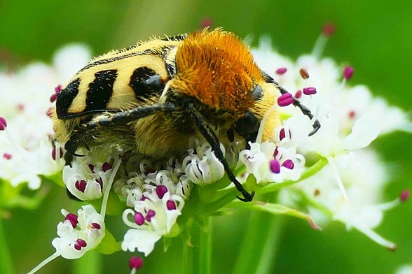 Une Trichie fasciée, un coléoptère surprenant, qui ressemble à un bourdon (thorax poilu roux, et élytres rayées blanc et noir)
sur une fleur blanche et violette