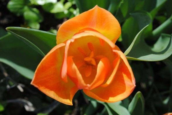 closeup of a bright orange and yellow tulip flower seen from above, focusing on its also yellow and orange insides, with green foliage below
