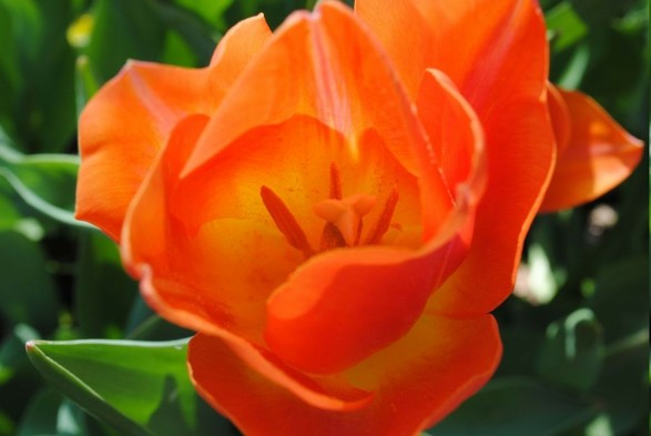 closeup of a bright orange and yellow tulip flower seen from above, focusing on its also yellow and orange insides, with green foliage below. the tulip extends beyond the picture space on the top and bottom. it is illuminated by sunlight from behind in such a way that even its shaded interior seems to glow