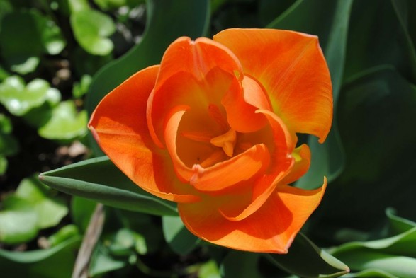 closeup of a different bright orange and yellow tulip flower seen from above, focusing on its also yellow and orange insides, with green foliage below
