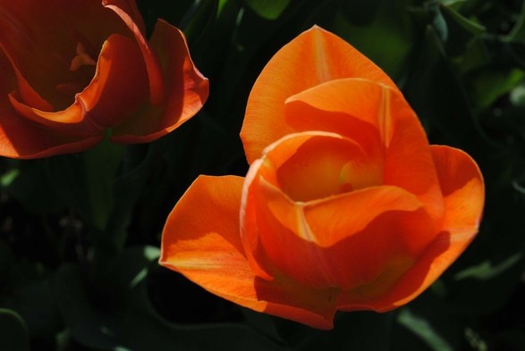 closeup of an orange tulip flower seen from above, hit by warm evening sun, and a background of black and shady dark greens. another tulip, also orange but less brightly lit, is visible in the upper left corner of the image