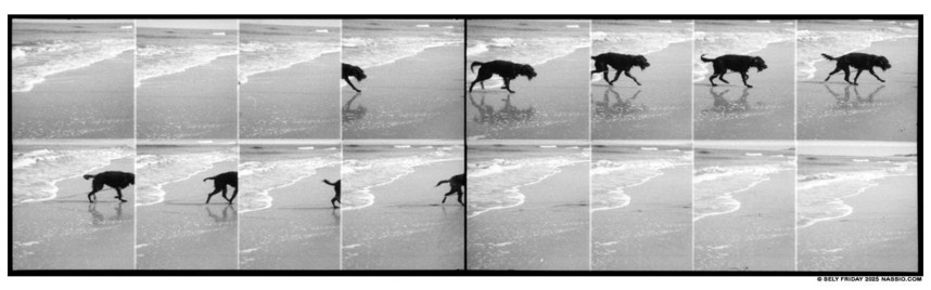 Black and white action panorama photograph comprised of 16 individual shots, top left to bottom right in sequence of a black dog running out of a small wave on a beach.