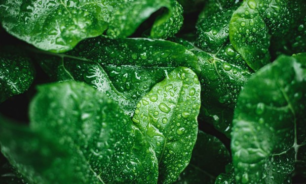 Hojas con gotas de agua. (Anja Burgar)