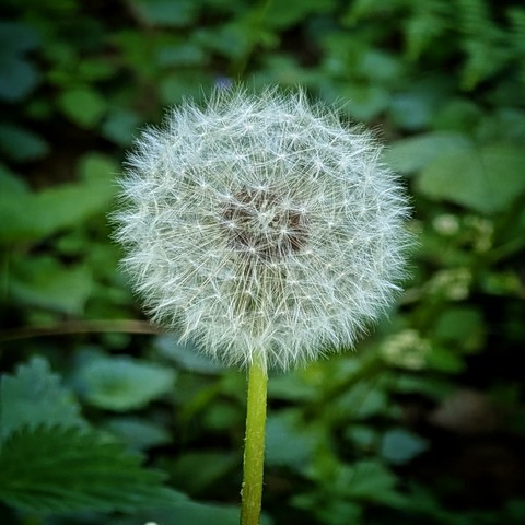 Das Foto zeigt eine Nahaufnahme einer Pusteblume, auch bekannt als Löwenzahnsamenstand. Der kugelförmige Samenstand besteht aus vielen einzelnen, filigranen Samen, die jeweils mit einem kleinen, federartigen Schirmchen versehen sind. Diese Schirmchen sind strahlenförmig angeordnet und verleihen der Pusteblume ihr charakteristisches, fluffiges Aussehen.
Der Stängel der Pusteblume ist grün und leicht behaart. Er hebt sich deutlich vom unscharfen Hintergrund ab, der aus grünen Blättern und möglicherweise anderen Pflanzen besteht. Durch die geringe Schärfentiefe wirkt die Pusteblume besonders plastisch und detailliert, während der Hintergrund sanft verschwimmt. Die Beleuchtung scheint natürlich zu sein und hebt die feinen Strukturen der Samen und Schirmchen hervor. Insgesamt vermittelt das Bild einen Eindruck von Leichtigkeit und Vergänglichkeit.