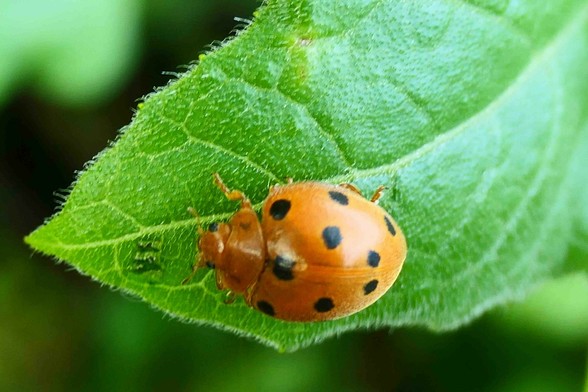 une coccinelle plutôt orange, “de la tête au pieds", avec des taches noires assez petites sur les élytres
