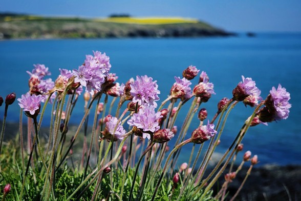 A close-up shot shows a cluster of delicate, light pink sea thrift flowers with small, rounded petals, growing on slender green stems amidst some green foliage. In the blurred background, the deep blue of the sea meets a rocky shoreline with some green and yellow vegetation.
