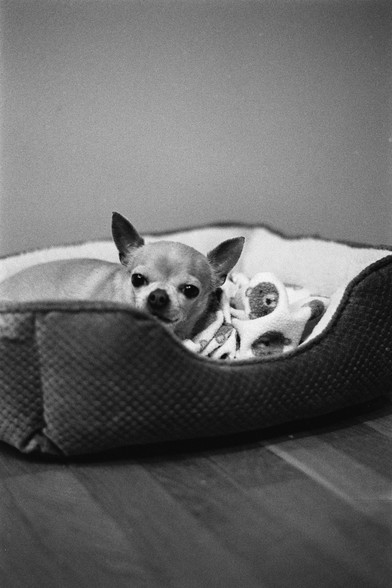 A small chihuahua lies tucked in a cozy dog bed, partly wrapped in a printed blanket. The photo is black and white, with a soft yet grainy texture. The dog looks calmly toward the camera, its expression slightly skeptical.