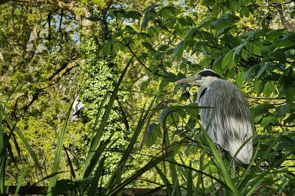 A grey heron, with its long, pointed yellow beak, grey and white head, and streaked grey body, sits perched on a dark branch within a lush green environment. The bird faces slightly to the left, its eye visible and alert. The background is a blur of green leaves and branches, suggesting a dense woodland or waterside habitat. There is also a second blurred heron hidden amongst the greenery. Sunlight filters through the foliage, creating dappled lighting on the heron's feathers and the surrounding greenery. In the foreground, out-of-focus green reeds or grasses create a sense of depth. A glimpse of blue sky is visible through the leaves in the upper left corner.