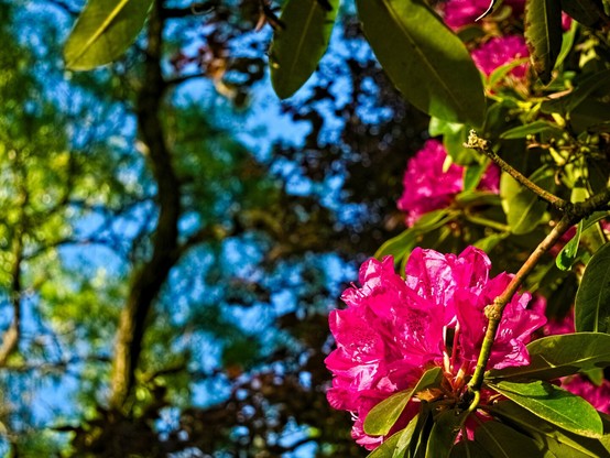 The blossom of a pink azalea in front of trees and a cloudless sky.
