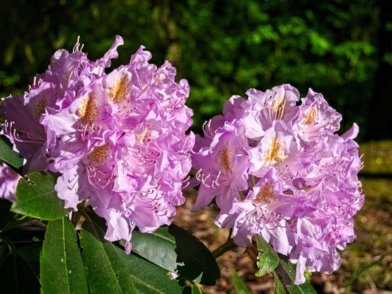 Two pale pink azalea blossoms in the sunshine. They are very large and very pretty.