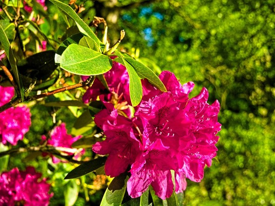 Another pink or magenta-coloured azalea flower. Trees out of focus in the background.