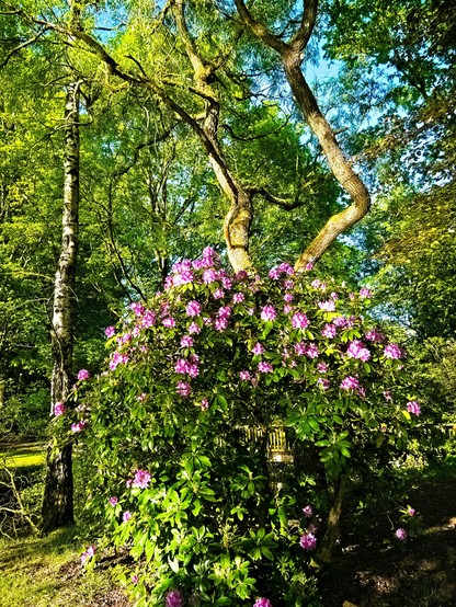A pale pink rhododendron bush surrounded by trees.
