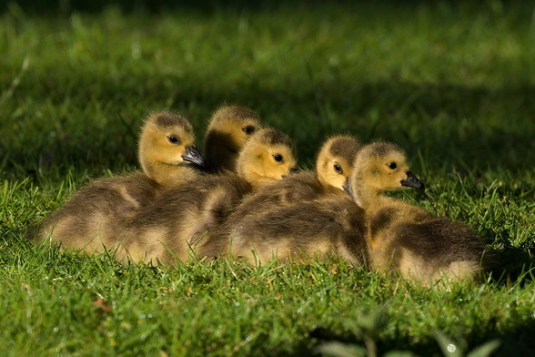 fünf gelblich-braune Gänseküken machen eine Haufen, also kuscheln eng zusammen auf einer Wiese. Die Gänseküken sind im Profil aufgenommen.